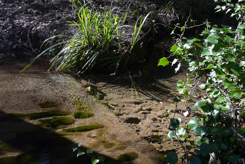 Salamandrine di Maremma